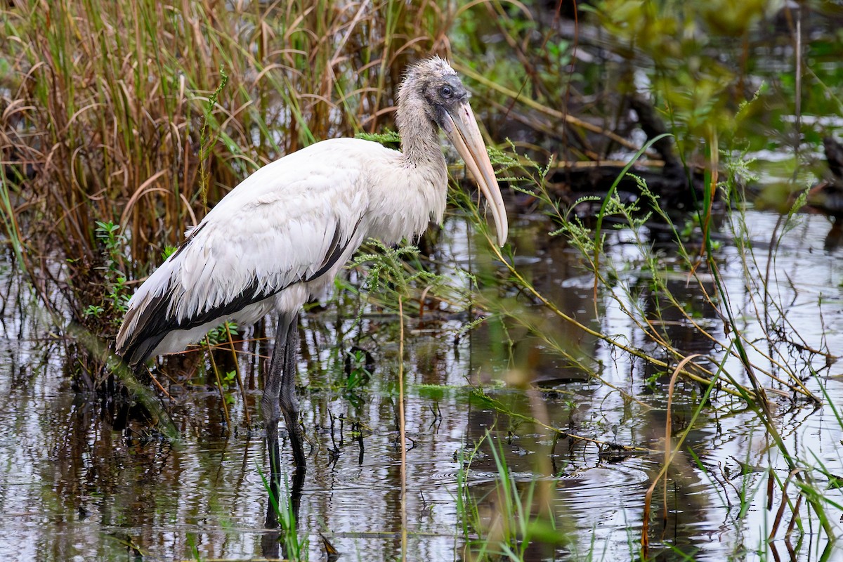 Wood Stork - ML643227877