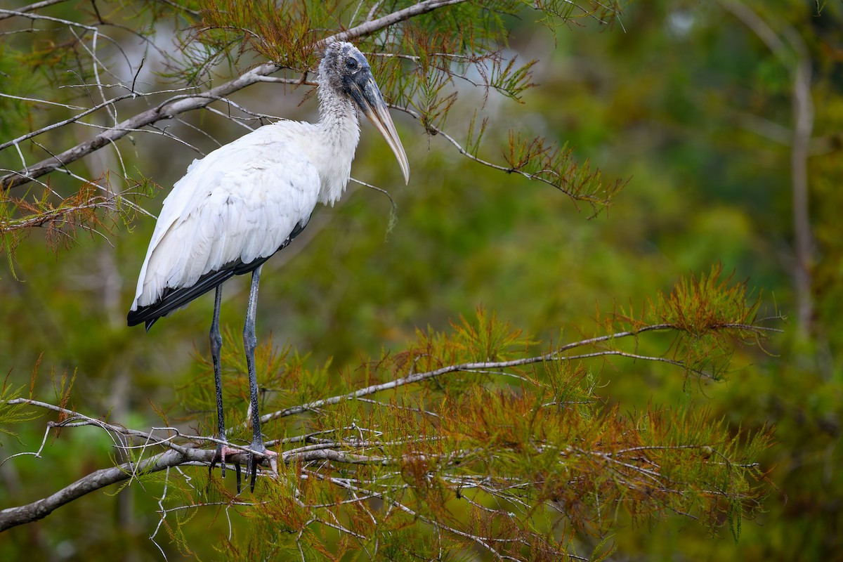 Wood Stork - ML643227878