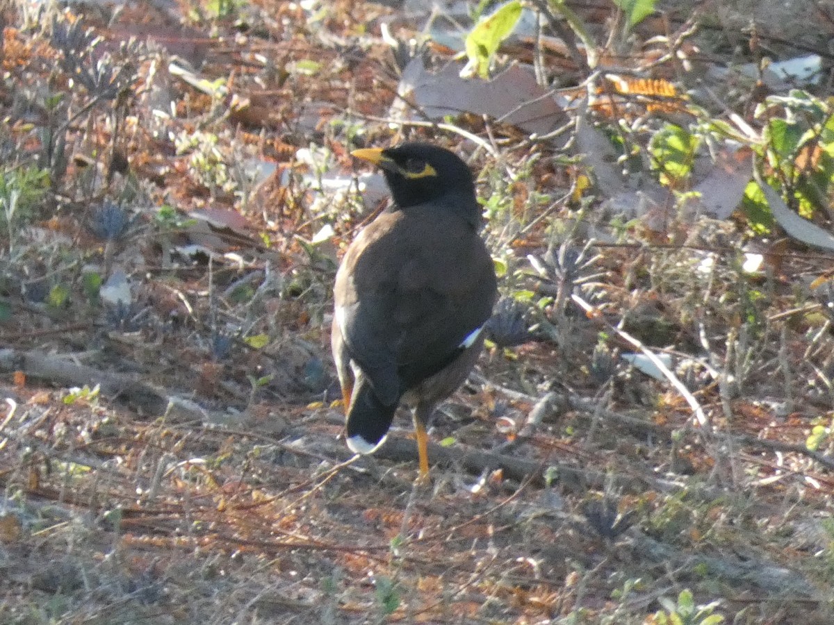Common Myna - ML643227879