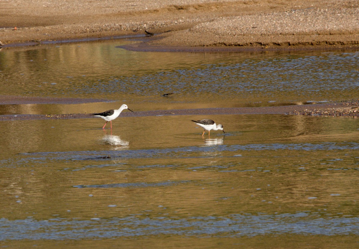 Black-winged Stilt - ML643227881