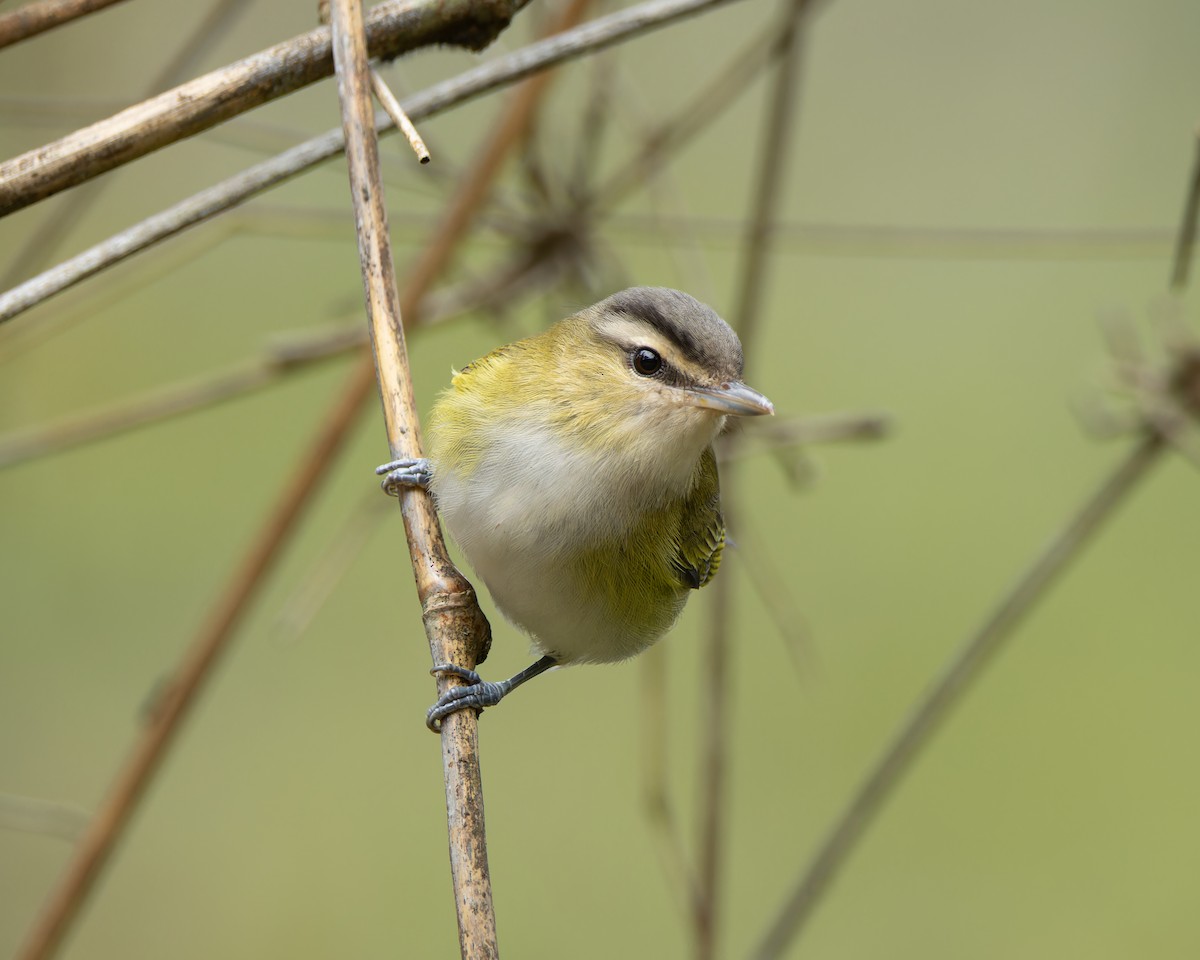 Chivi Vireo - ML643227882