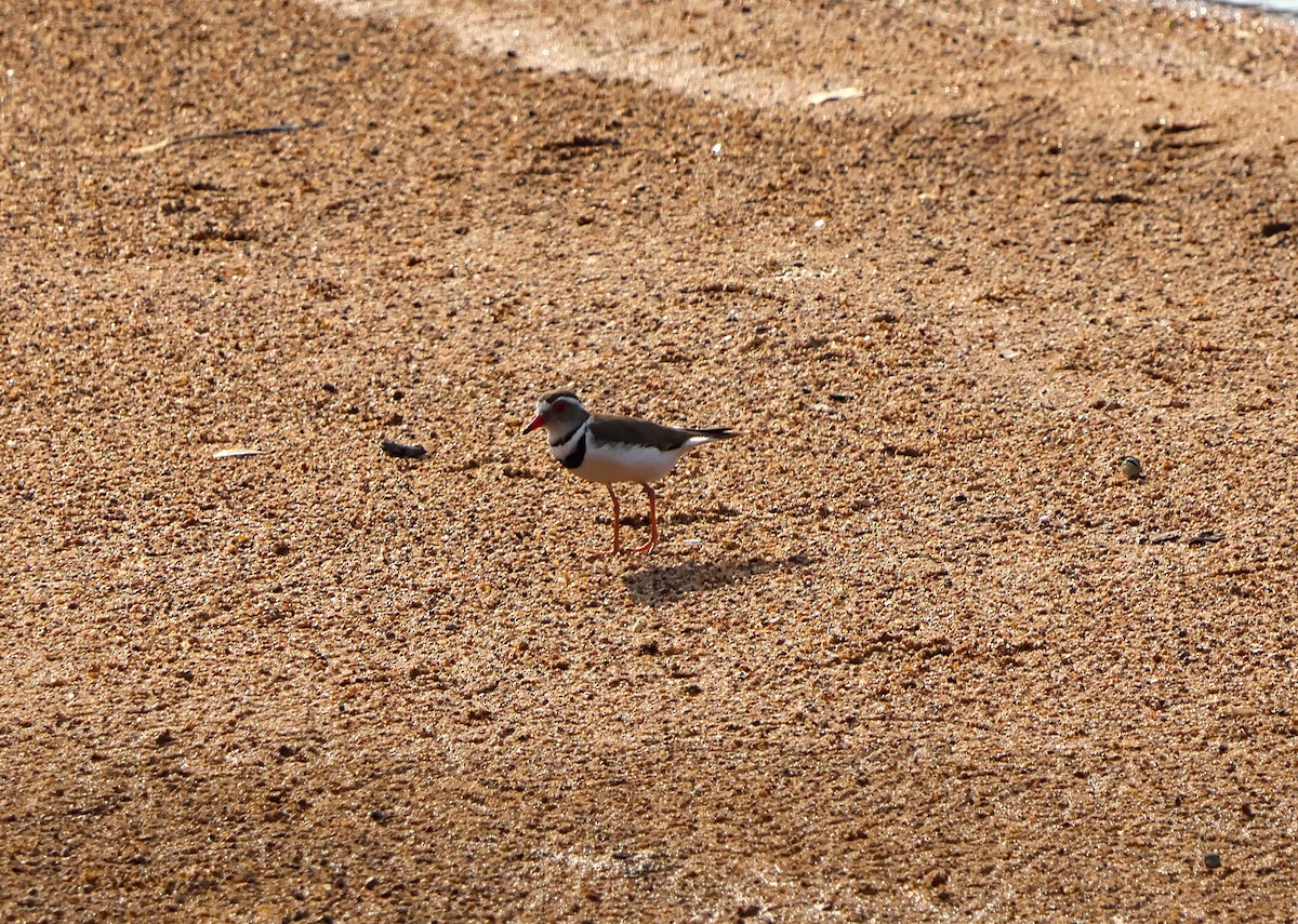 Three-banded Plover - ML643227884