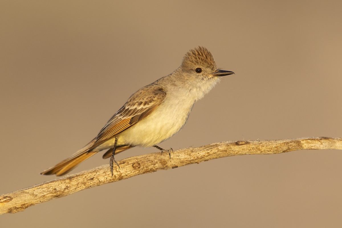 Ash-throated Flycatcher - ML643227885