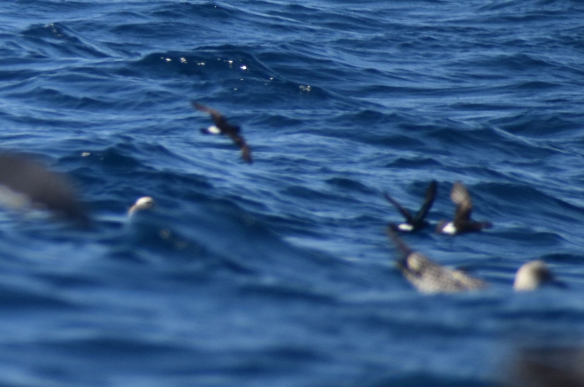 European Storm-Petrel - ML643227893