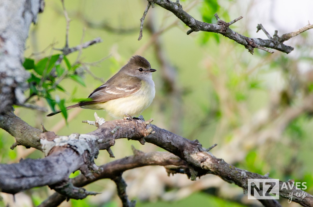 Southern Scrub-Flycatcher - ML643227902