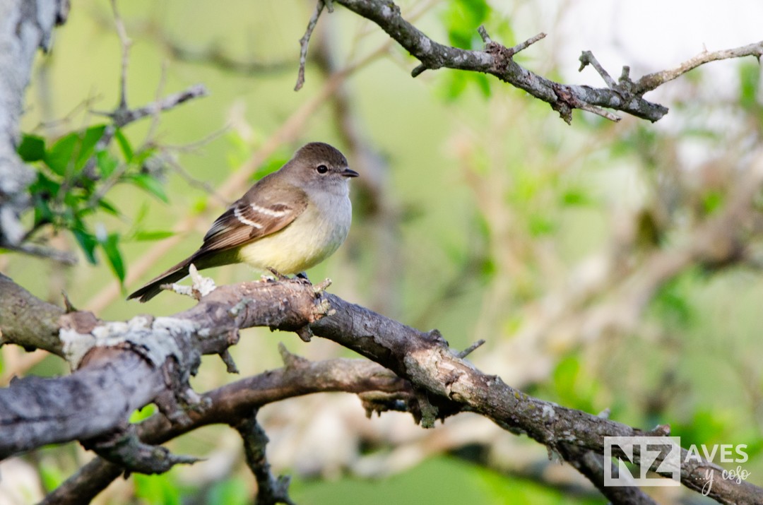 Southern Scrub-Flycatcher - ML643227903