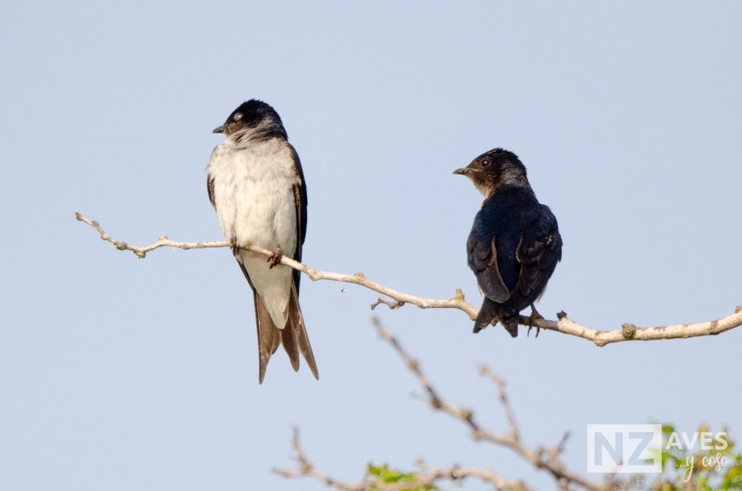 Gray-breasted Martin - ML643227910