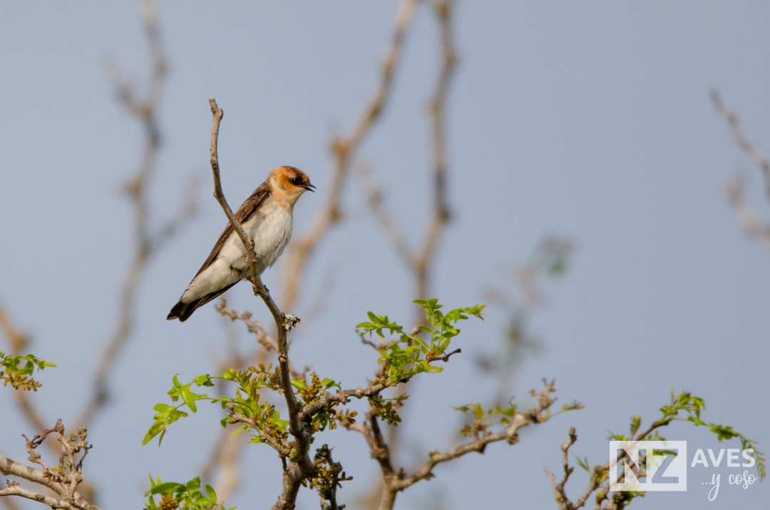 Hirondelle fardée - ML643227917