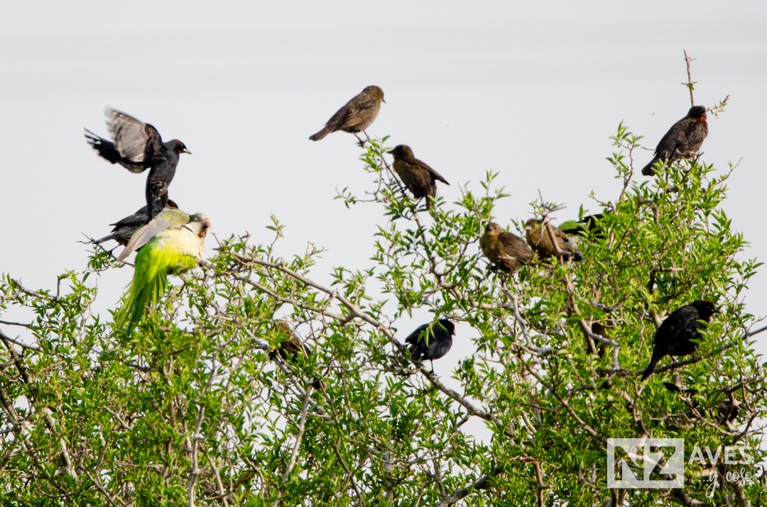 Chestnut-capped Blackbird - ML643227926