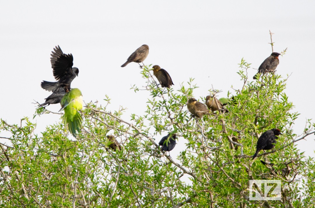 Chestnut-capped Blackbird - ML643227927