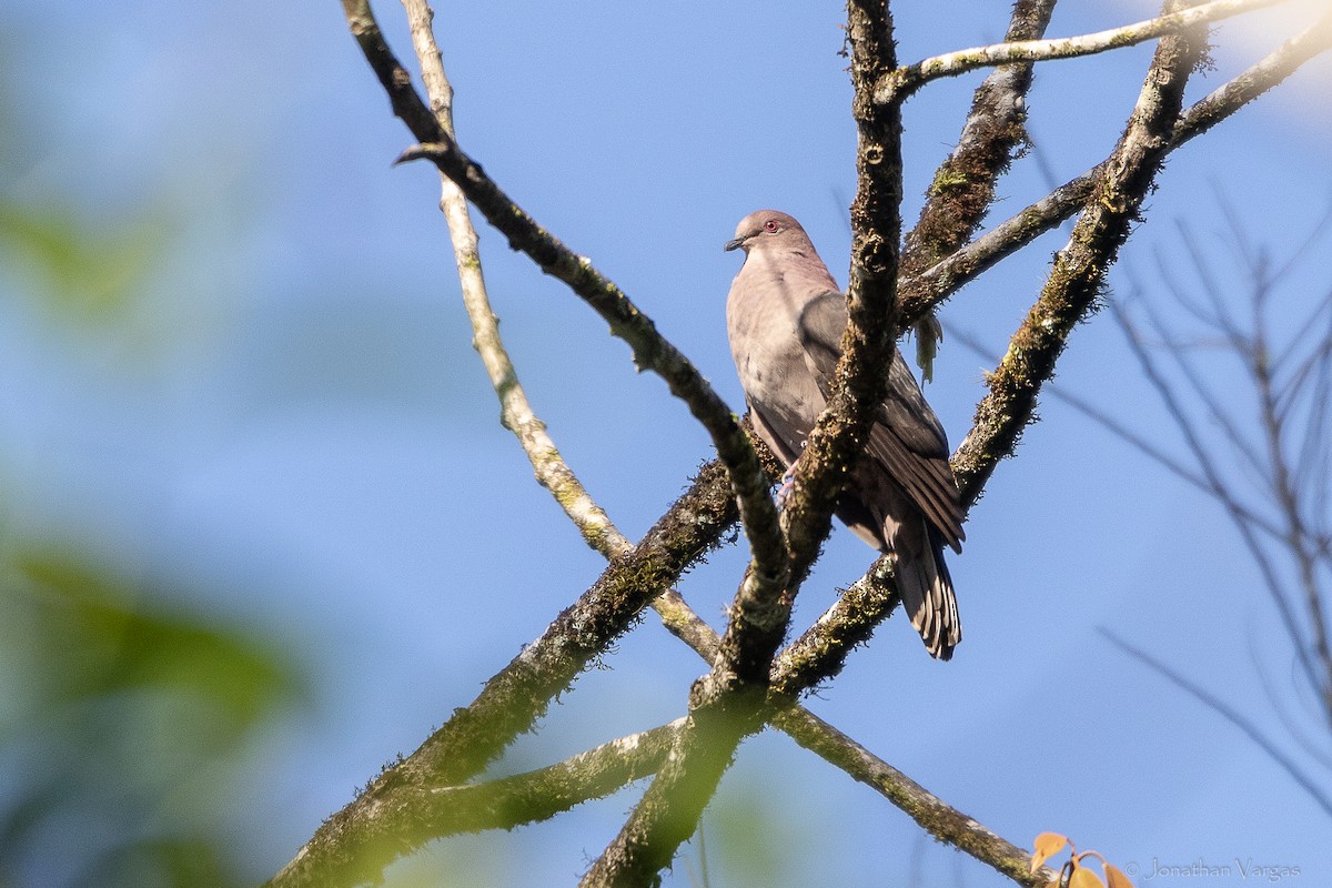 holub krátkozobý - ML643227944