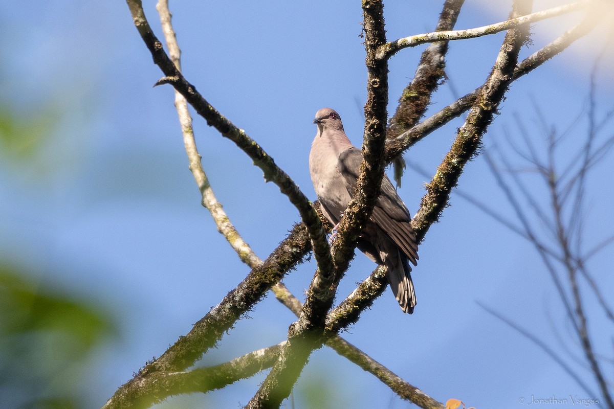 holub krátkozobý - ML643227945