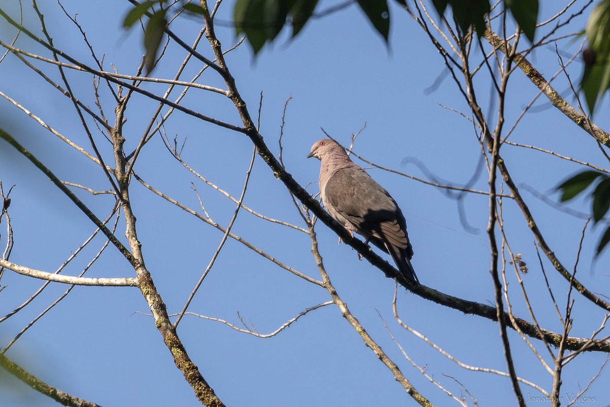 holub krátkozobý - ML643227946