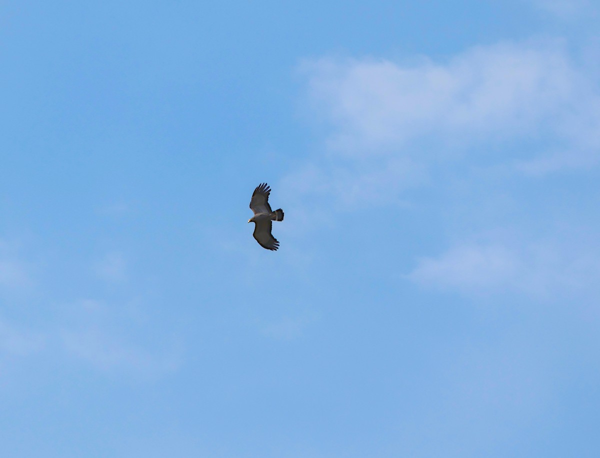 African Harrier-Hawk - ML643227948
