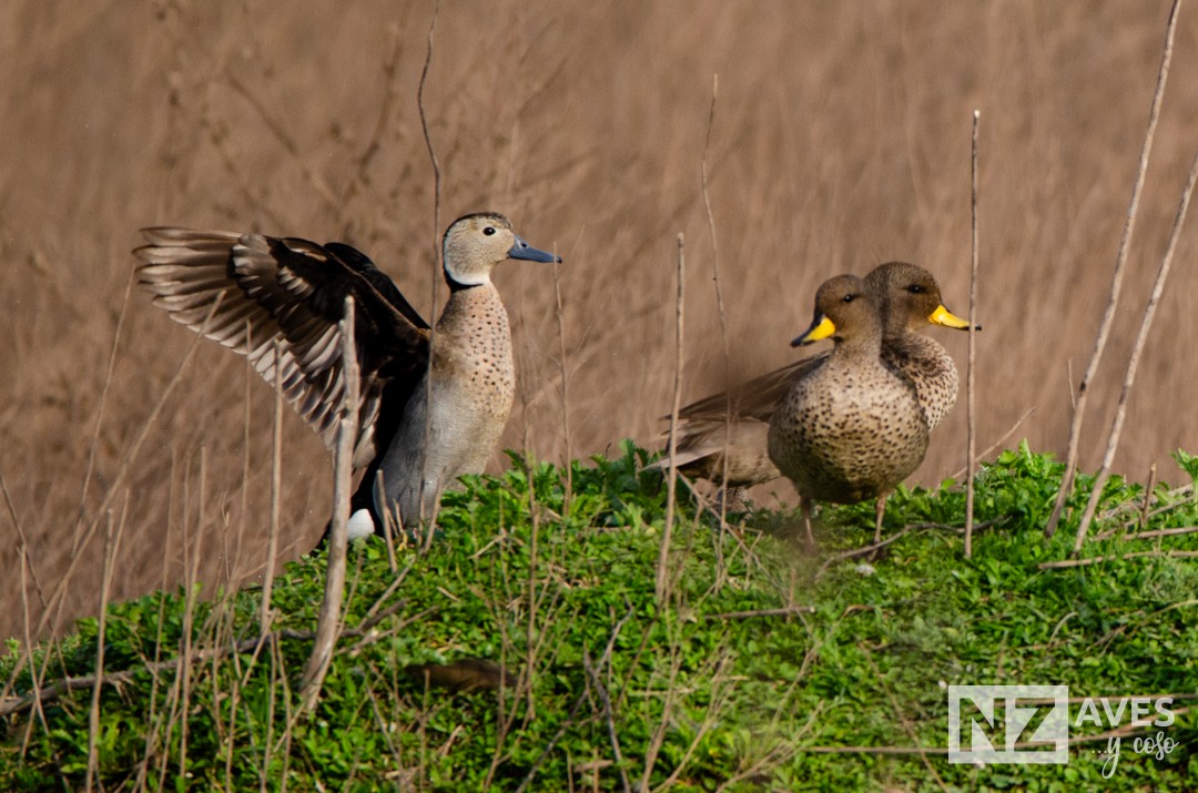 Yellow-billed Teal - ML643227949