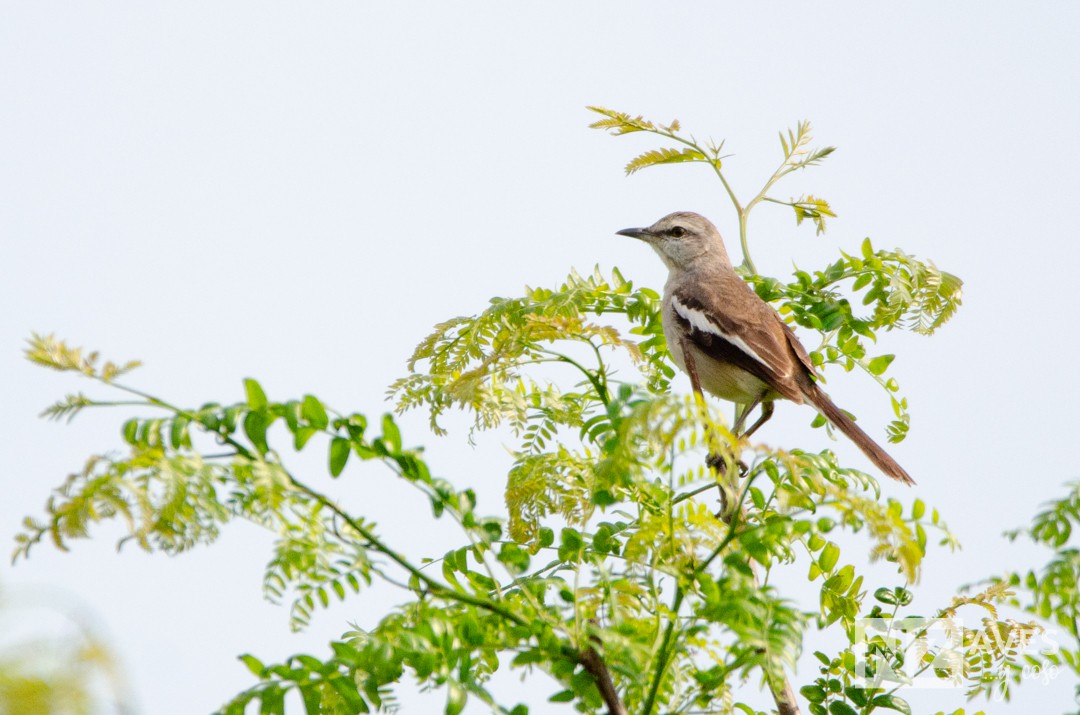White-banded Mockingbird - ML643227962