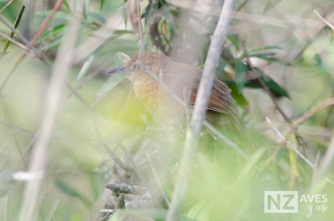 Freckle-breasted Thornbird - ML643227967