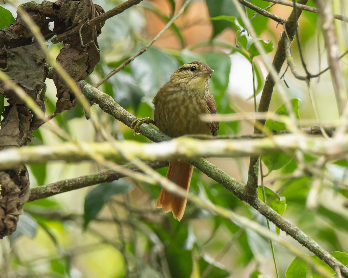 White-browed Foliage-gleaner - ML643227978