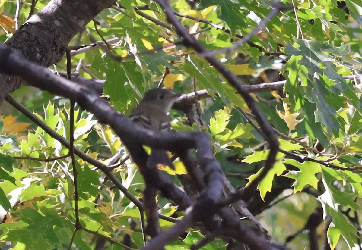 Hammond's Flycatcher - ML643227979