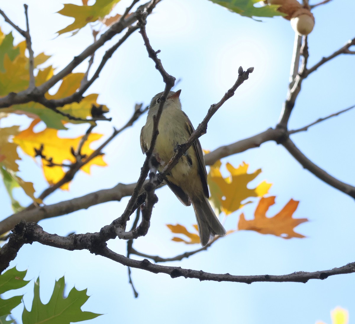 Hammond's Flycatcher - ML643227980