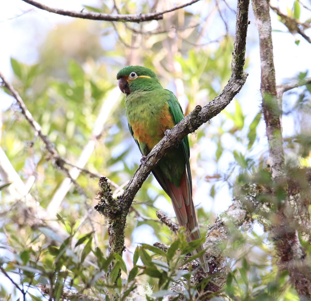 Golden-plumed Parakeet - ML643227988