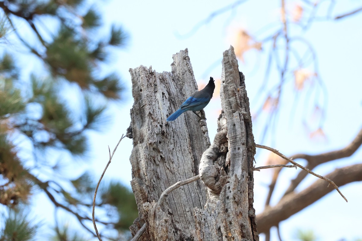 Steller's Jay - ML643228001