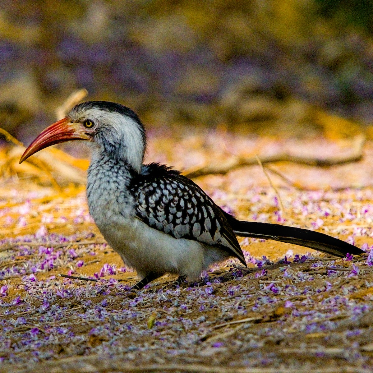Southern Red-billed Hornbill - ML643228003