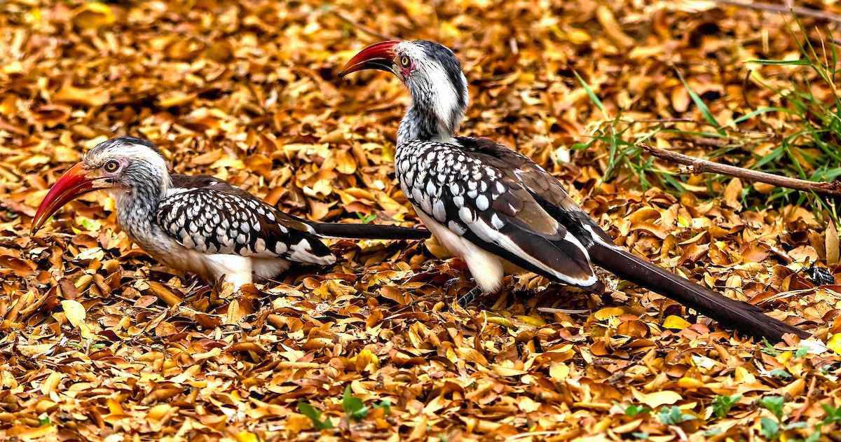 Southern Red-billed Hornbill - ML643228004