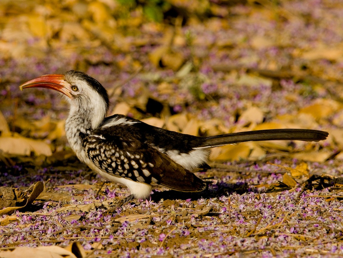 Southern Red-billed Hornbill - ML643228005