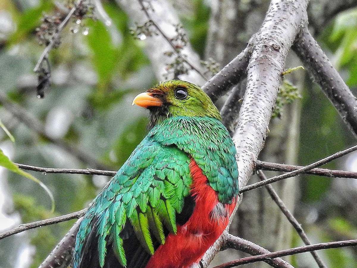 Golden-headed Quetzal - ML643228013