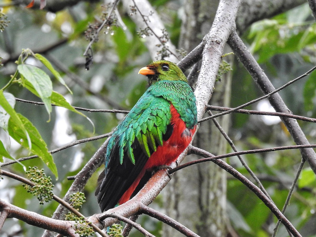 Golden-headed Quetzal - ML643228014
