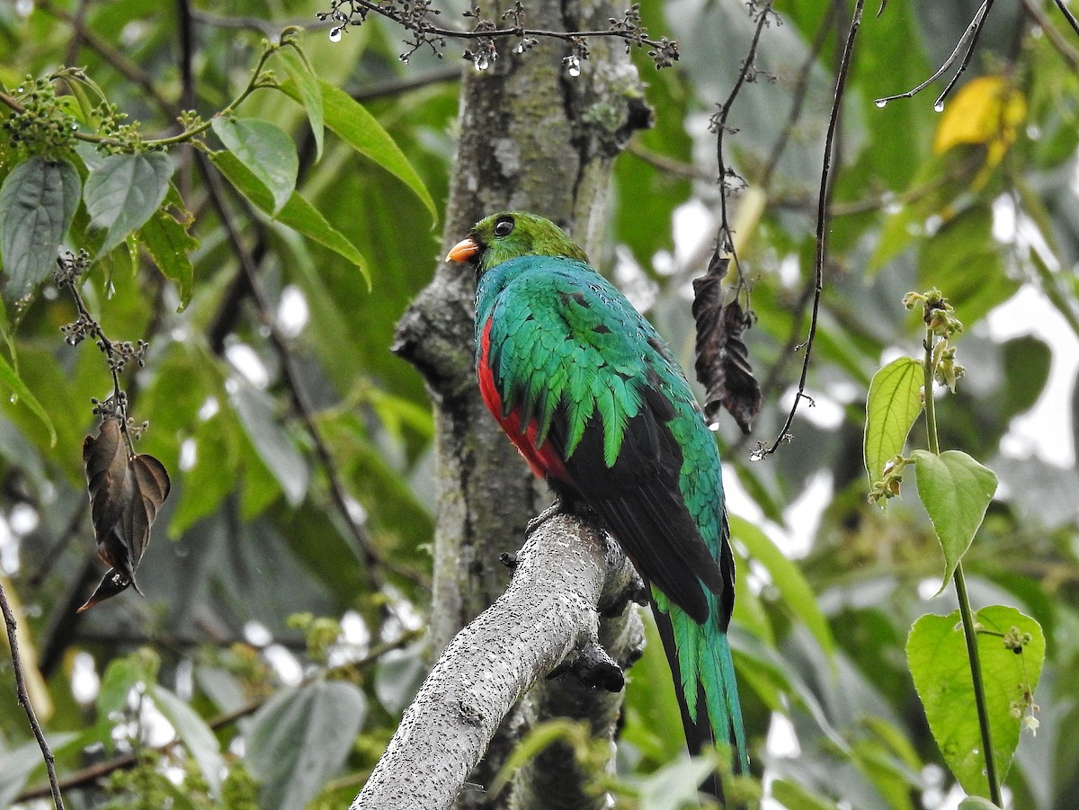 Golden-headed Quetzal - ML643228015