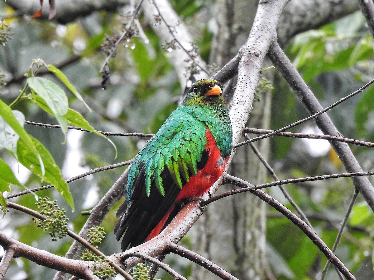 Golden-headed Quetzal - ML643228016