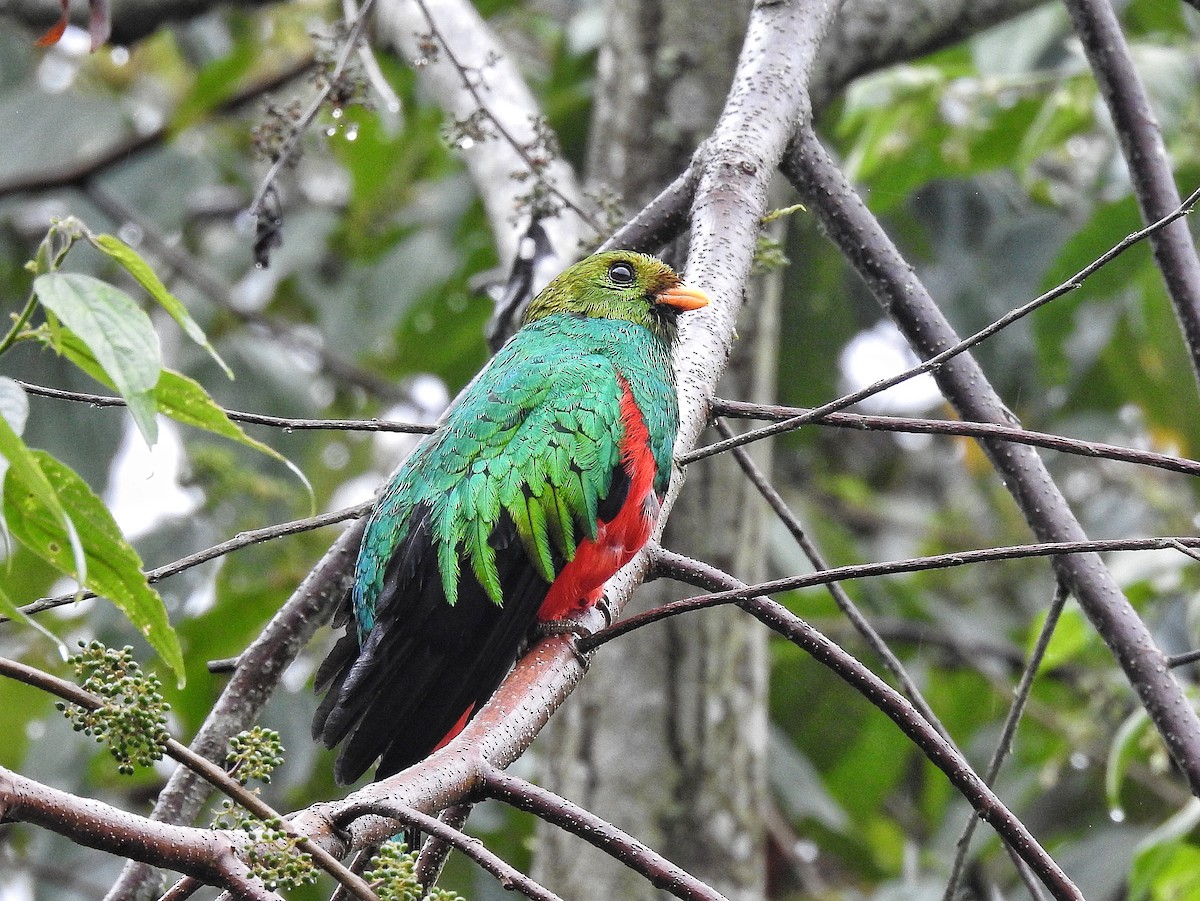 Golden-headed Quetzal - ML643228017