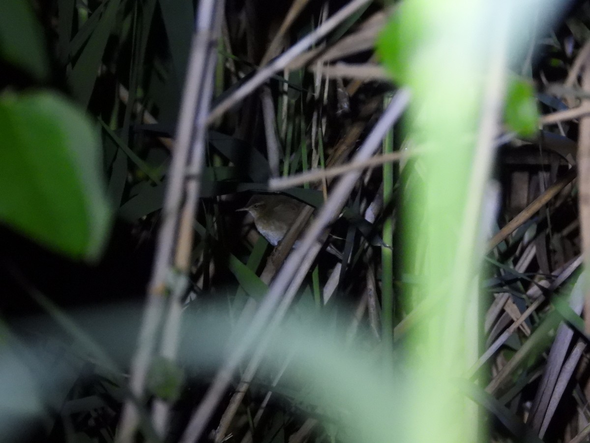 北蝗鶯 - ML643228022