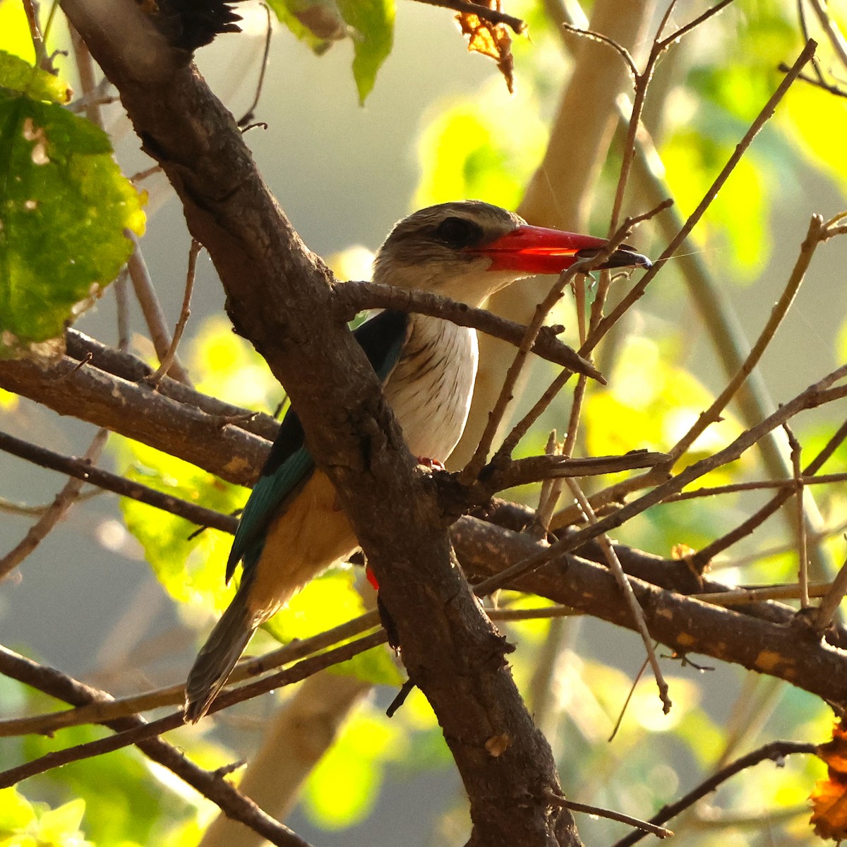Brown-hooded Kingfisher - ML643228024