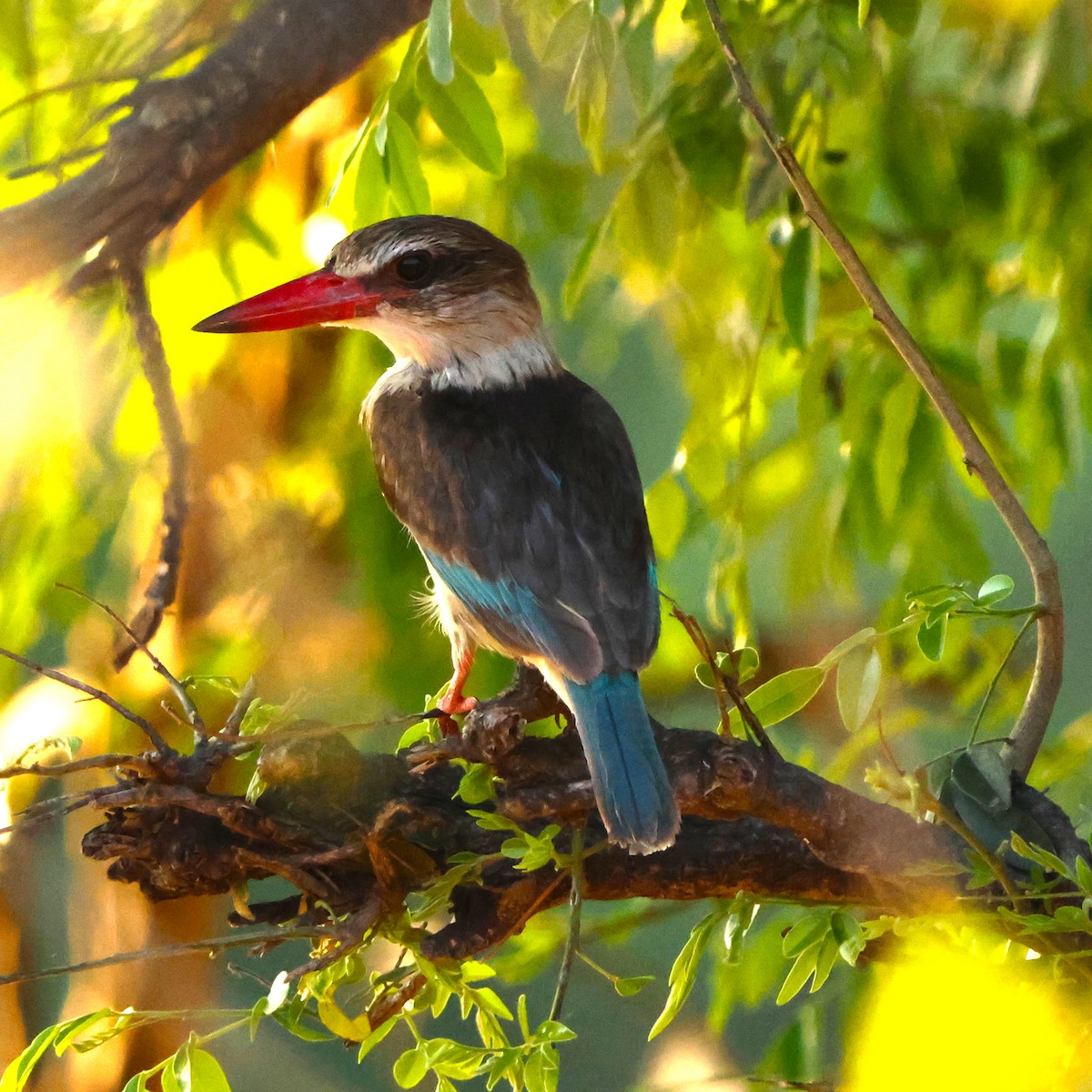 Brown-hooded Kingfisher - ML643228025