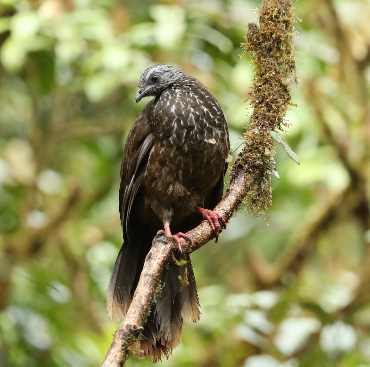 Bearded Guan - ML643228031