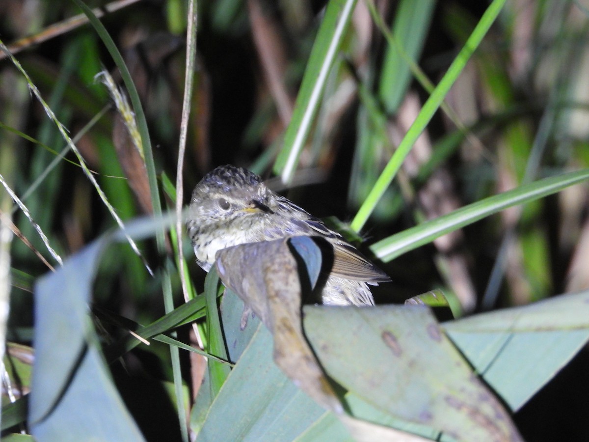 矛斑蝗鶯 - ML643228033