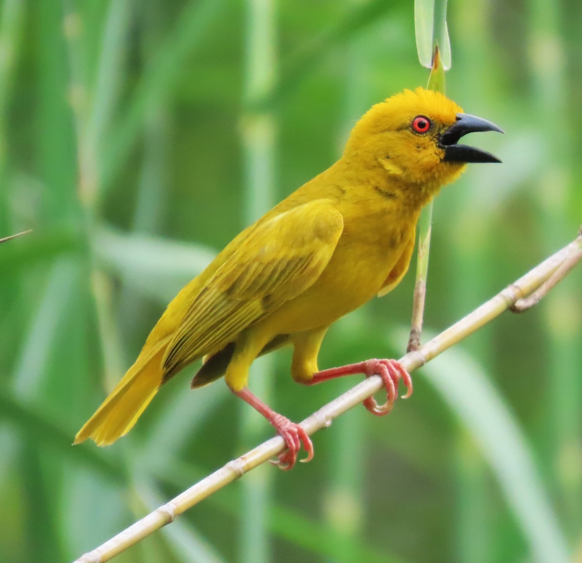 African Golden-Weaver - ML643228035