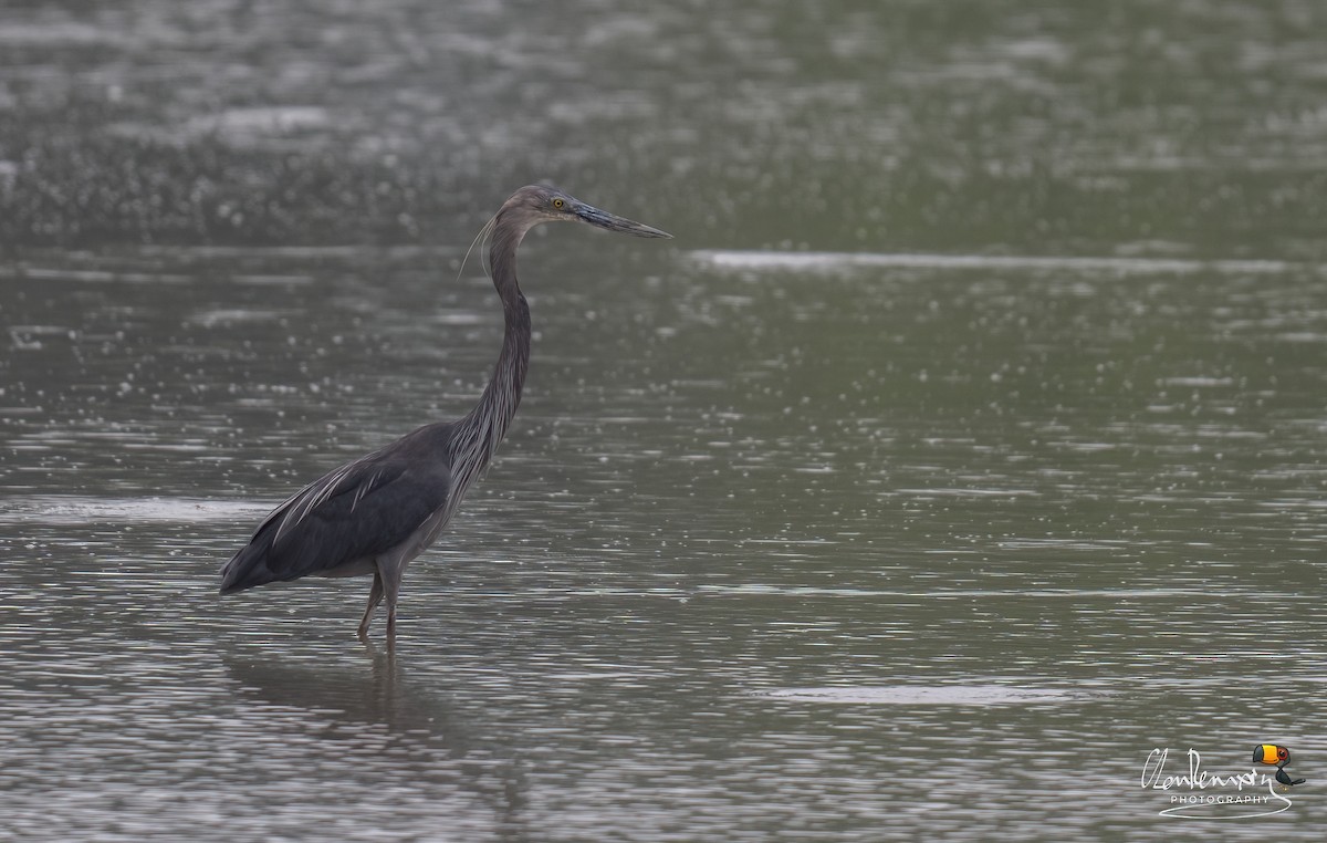 Great-billed Heron - ML643228037