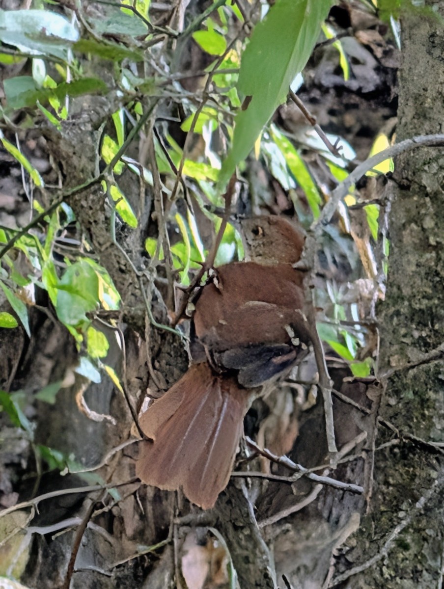 Brown Thrasher - ML643228041