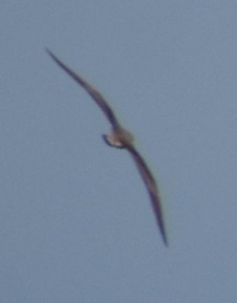 shearwater sp. - ML643228043