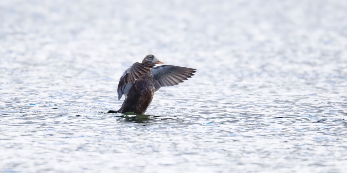 Spectacled Eider - ML643228044