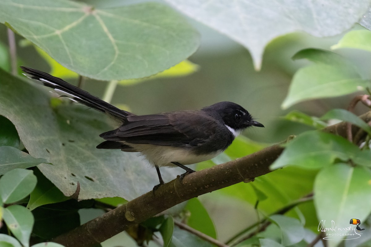 Malaysian Pied-Fantail - ML643228050