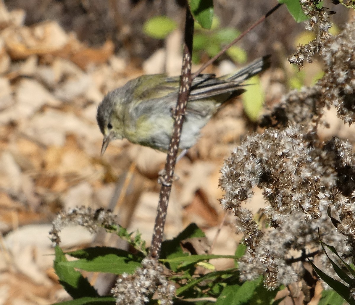 Tennessee Warbler - ML643228054