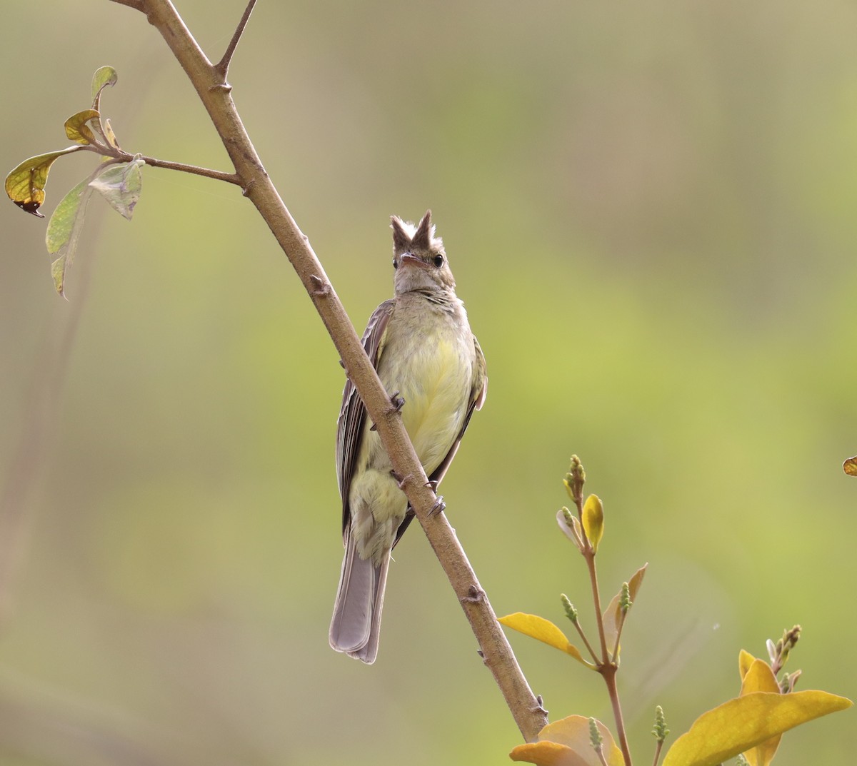 Mottle-backed Elaenia - ML643228064