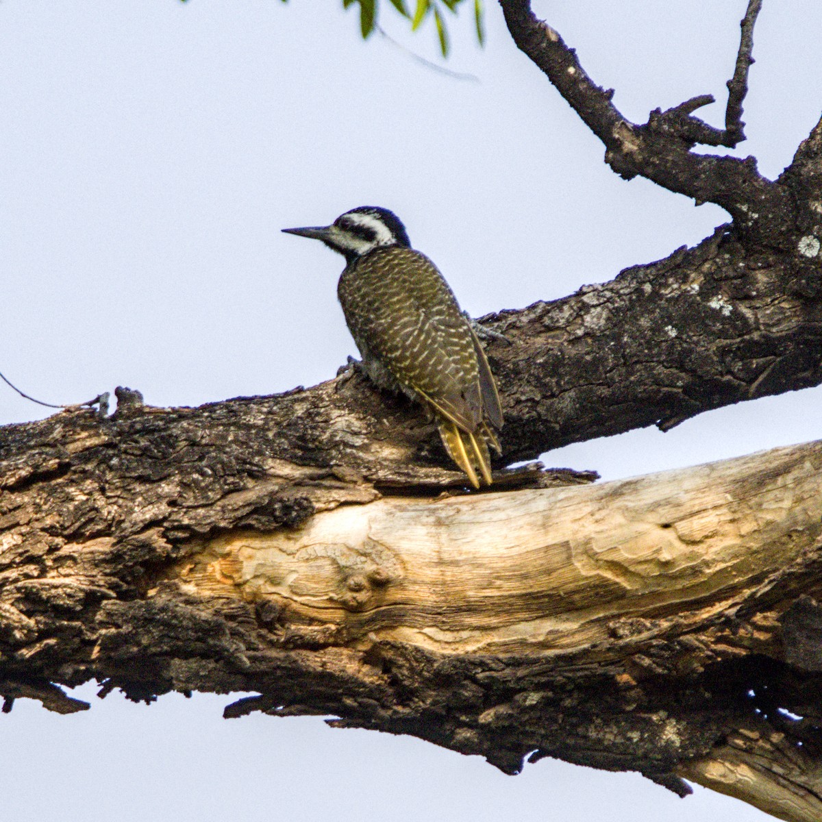 Bearded Woodpecker - ML643228065