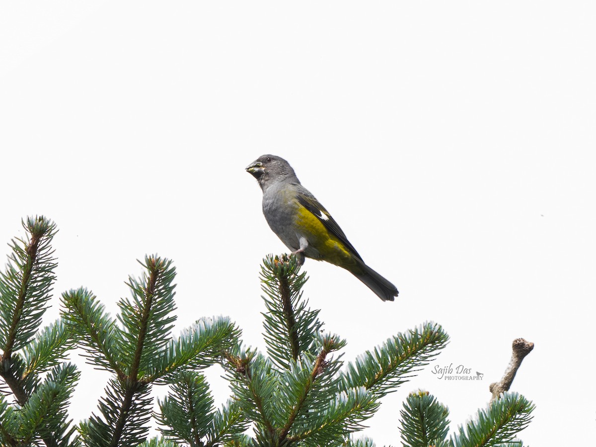 ハジロクロシメ - ML643228092