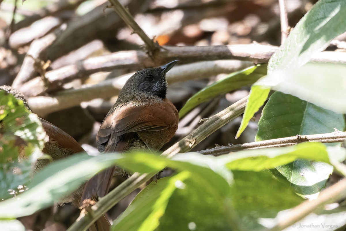 ムネアカオナガカマドドリ - ML643228101